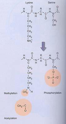 strukturo kromatina -Acetilacija