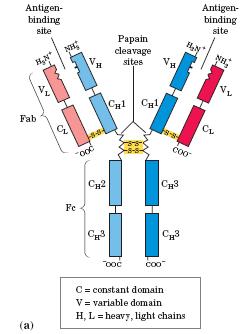 Immunoglobulini - Heteromerni proteini v obliki črke Y -Vsebujejo 2 lahki (Mr = 25 kda) in 2 težki (Mr = 55 kda) verigi - Lahke verige vstopajo v interakcije z N-terminalnim delom težkih verig dobimo