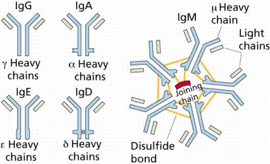Vrste imunoglobulinov IgA- V solzah, slini, mleku obramba proti bakterijam in virusom IgG- Največja koncentracija v krvnem serumu IgM- Prvi