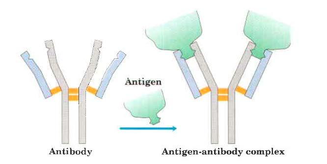 antigenska determinanta oz. epitop. Majhne molekula (Mw manj kot 5000 Da običajno niso antigeni.