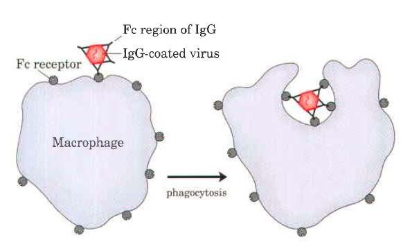 Makrofag: fagocitoza
