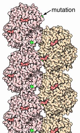 Anemija srpastih celic vzrok za nastanek HbS (α 2 β S 2) mutacija v βverigi Hb: Glu Val - Glu (a)
