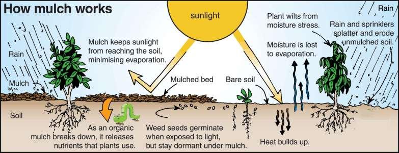 Zastirka in njen vpliv na tla - prepustnost svetlobe - fizična ovira za razvoj plevelov - alelopatski učinki - mikroklima v tleh - izhlapevanje vode iz