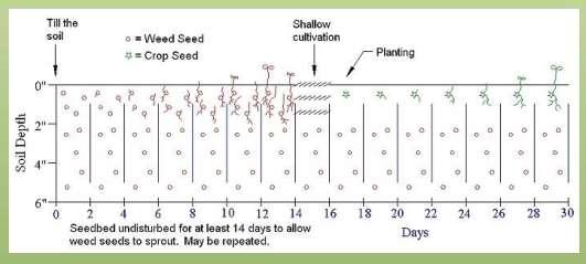 Tehnologija slepe setve Priprava zgornjega sloja tal in stimulacija plevelnega semena za kalitev Plitka obdelava (česanje)