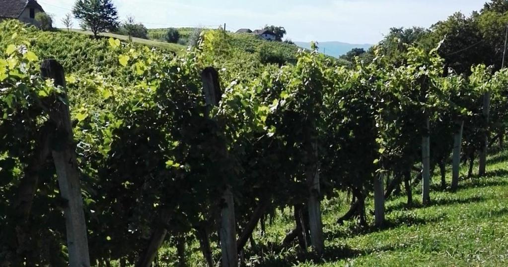 14 Slika 9 prikazuje orto foto posnetek vinograda, kjer je potekala klonska selekcija sorte 'Kraljevina'.