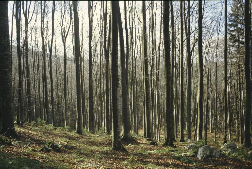 Les je lep Ključni cilji akcijskega načrta so: ustvarjanje trga za lesne proizvode in