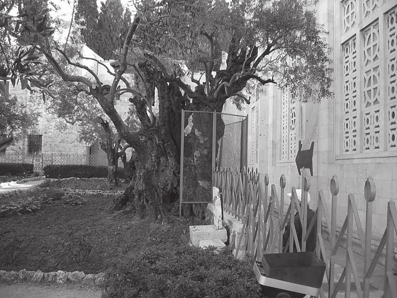 Obiskali smo tudi baziliko OČENAŠ DOMI- NUS FLEVIT, vrt GETSEMANI, kjer rastejo tisočletne oljke. Boleč kraj, od koder so Jezusa odpeljali na sojenje.