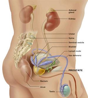(Slika 2): Zgradba prostate Vir: http://www.ibspro.net/some-fact-we-should-know-regarding-prostate-cancer.