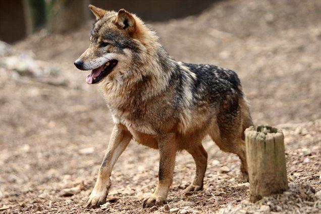 2 VOLK (CANIS LUPUS) 2.1 OPIS VOLKA Volk (Canis lupus) spada v red zveri in je največji predstavnik družine psov. Dolg je od 100 do 120 cm, njegova plečna višina pa je od 45 do 75 cm.