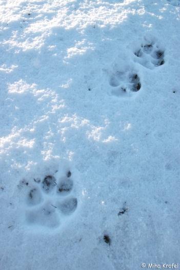 Slika 4: Sled volka Slavca v snegu. Vir: Krofel, SloWolf (2012). 5.3 RAZISKAVE O PREHRANJEVANJU VOLKOV V Nemčiji so opravili raziskavo o prehranjevanju volkov.