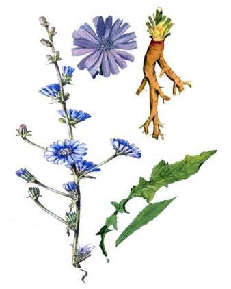 4 TEORETIČNI DEL 4.1 Splošne značilnosti radiča Radič je rastlina, ki spada v red nebinovk (Asteraceae); to je pravzaprav cikorija (Cichorium intybus L.). Gre za trajnico, čeprav je lahko tudi enoletna ali dvoletna rastlina.