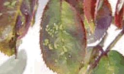 4.1 Škodljivci vrtnic 4.1.1 Uši Škodo delajo z izsesavanjem rastlinskih sokov iz poganjkov in popkov ter na listih izločajo lepljivo snov, medeno roso, na kateri se naselijo glivične bolezni.