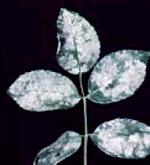 4.2 Bolezni vrtnic 4.2.1 Pepelasta plesen Pojavlja se predvsem v toplih dnevih, hladnih nočeh in brezvetrju, ko na listih opazimo sivobele prevleke, listi pa se kodrajo in deformirajo.