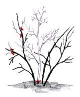 krajšanje vršičkov poganjkov. j) Redčenje pregoste rasti pomeni, da odstranimo pregosto raščena stebla, cele veje ali veje, ki se križajo ali drgnejo med seboj.