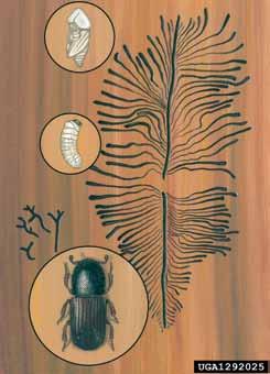 Slika 1: Osmerozobi smrekov lubadar (Ips typographus): ilustracija, odrasel osebek, ličinka, buba in rovi.