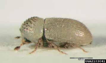Tretja splošno razširjena vrsta lubadarja, ki ogroža jelke je zrnati jelov lubadar Cryphalus piceae (Ratzeburg, 1837). Svetlo rjav hrošček je dolg od 1.1 do 1.8 mm (slika 5).