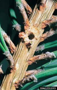 rov malega borovega strženarja pod skorjo (slika 4): dvokraki prečni materinski hodnik je dolg 15 cm in se navadno zajeda v beljavo; rovi ličink so dolgi 3 cm in se vedno globlje zajedajo v beljavo;
