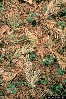 Richard Hoebeke, Cornell University, Bugwood.org) Možnosti zamenjave borovih strženarjev Na borih (Pinus spp.) se pojavljajo tudi številni drugi podlubniki (npr. Ips spp., Orthotomicus spp.