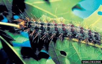 Slika 3: Odrasla gosenica gobarja (foto John H.