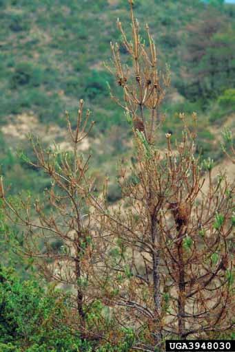 Slika 5: Popolna defoliacija zaradi žretja gosenic pinijevega sprevodnega prelca (foto William M. Ciesla, Forest Health Management International, Bugwood.org) Več slikovnega gradiva na http://www.