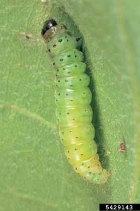 org) Slika 2: Gosenica zelenega hrastovega zavijača (foto Gyorgy Csoka, Hungary Forest Research Institute, Bugwood.