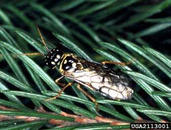 Odrasla žuželka osa zapredkarice (foto Petr Kapitola, State Phytosanitary Administration, Bugwood.
