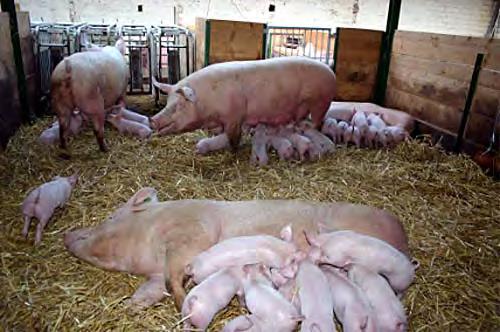 Zahteve svinj v laktaciji (min. 40 dni) hlev možnost tvorbe skupin Zahteve doječih svinj: V kombinaciji z individualnim prostorom Oblikovanje skupin okoli 14.