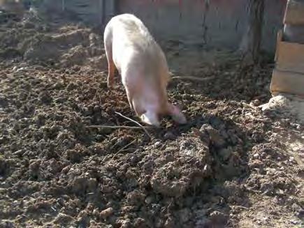 Tradicija, klimatski pogoji, nacionalne regulative: Breje Doječe svinje 0,3% prašičev v ekol.