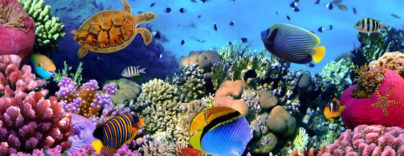 NAMIGI ZA POSEBNA DOŽIVETJA V EGIPTU snorklanje po izjemno bogatem podvodnem svetu, spogledovanje s pisanimi tropskimi ribami in možnost plavanja v