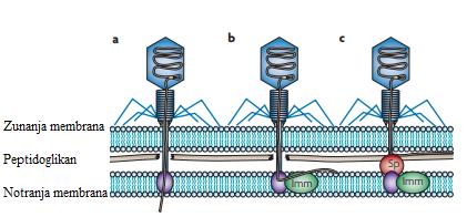 dobro okarakteriziran bakteriofag, ki vsebuje dva Sie sistema: imm in sp, ki hitro preprečita vstop bakteriofagne DNK v notranjost celice.