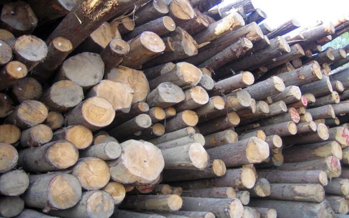 Ogromne količine lesa.