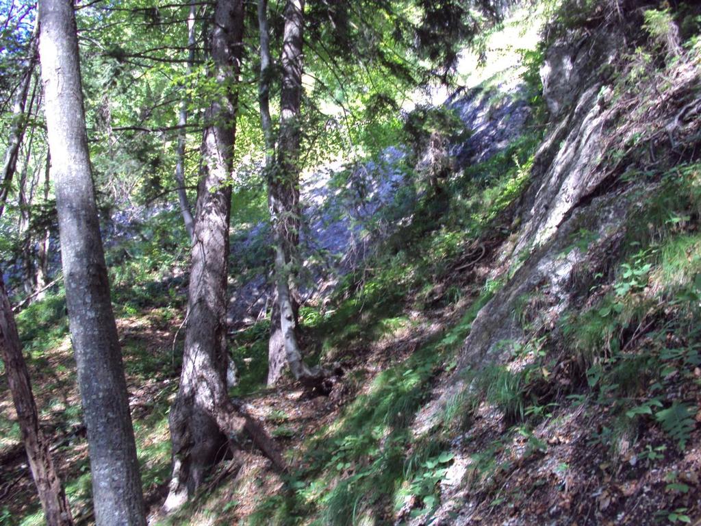 Metode Varovalni gozd na Ljubelju porašča strm, skalovit in prepaden teren med 1150 in 1336 m nmv.