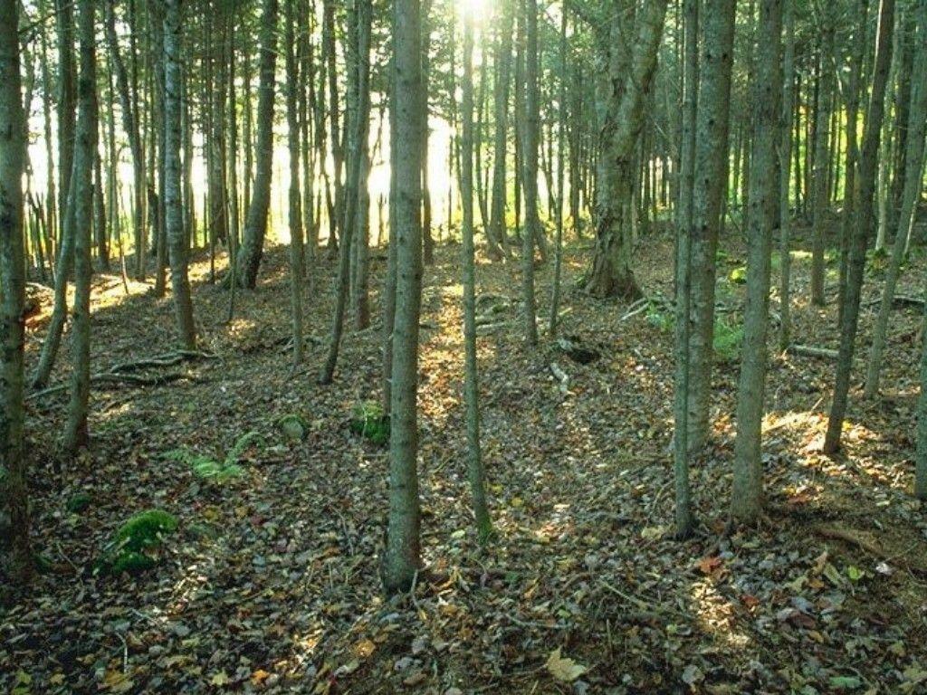2 PREGLED LITERATURE 2. 1 Gozd Gozd je strnjeno porasla površina z gozdnim drevjem.