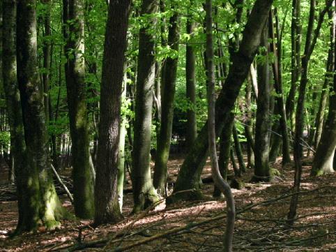 2. 2 Vrste gozdov Glede na vrsto prevladujočih dreves ločimo naslednje vrste gozdov: listnate (po strukturi lesa jih imenujemo tudi trdolesni), iglaste (po strukturi lesa jih imenujemo tudi