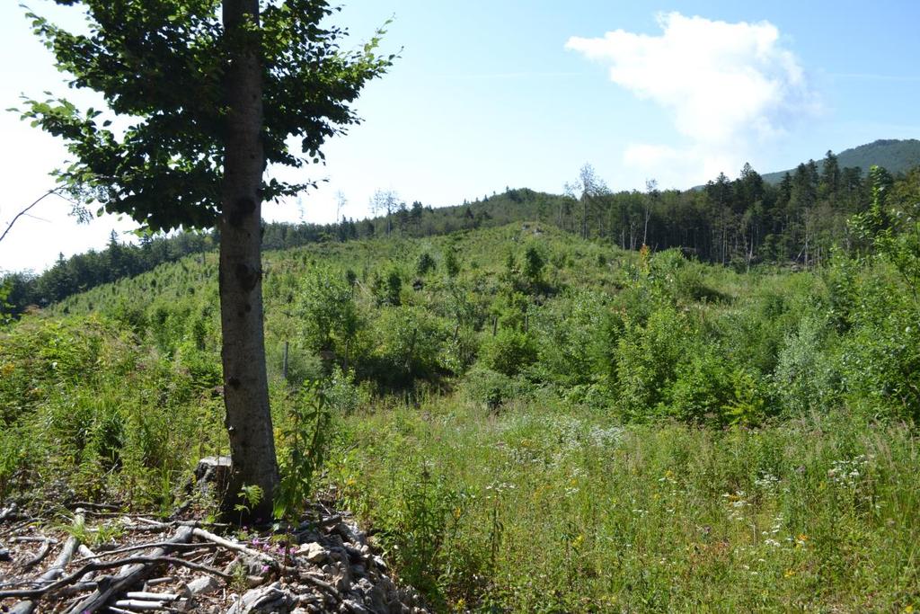9 4.2 OPIS DOGODKA Orkanski jugozahodni veter, ki je nastal na večer 7. julija 2008, je porušil obsežen pas sestojev na južnem delu Trnovskega gozda, na nadmorski višini od 900 do 1200 m.