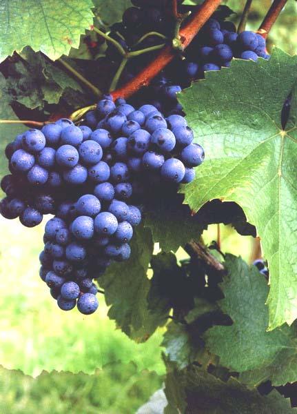 18 Slika 6: Grozd sorte 'Modra frankinja' (Turizem na kmetiji, 2009). 3.1.1 Vino modra frankinja Sorta 'Modra frankinja' daje odlična rdeča vina, če grozdje doseže sladkorno stopnjo nad 85 Öe.