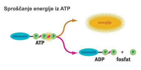 2.5 ENERGIJA ZA MIŠICO ATP adenozin trifosfat = edina oblika energije, ki jo lahko uporablja mišica za svoje krčenje.