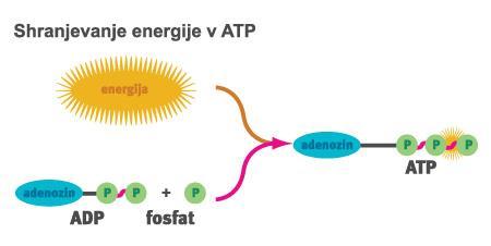 pretvorbo hranil v ATP ATP BELJAKOVINE AMINOKISLINE Za vsakršno delo in športno dejavnost potrebujemo energijo.