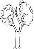Popisni obrazec HABITATNA DREVESA Postopek: Habitatna drevesa