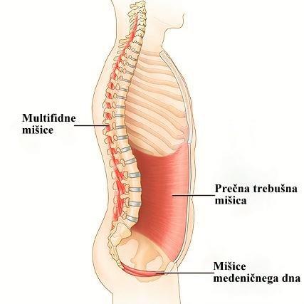 Kontrolira pritisk v trebušni votlini za vokalizacijo, dihanje, iztrebljanje in bruhanje (Lederman, 2007). Podpira diafragmo in varuje notranje organe. Multifidne mišice (m.