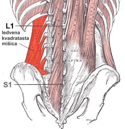 Notranja poševna trebušna mišica (m. obliquus internus abdominis) ima vlogo spinalne fleksije, rotacije, ustvarja intraabdominalni tlak, če je medenica fiksna, povleče rebra in obratno.