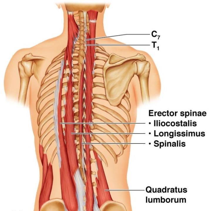 Iliokostalna mišica (m. iliocostalis) ima funkcijo ekstenzije, rotacije in lateralne fleksije hrbtenice. Najdaljša hrbtna mišica (m. longissimus) ima vlogo ekstenzije, lateralne fleksije in rotacije.