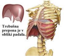Slika 13. Prikaz mišic medeničnega dna (http://mojaxis.si/wp-content/uploads/2013/ 03/M_medeni%C4%8Dnega_dna.png). Trebušna prepona ali diafragma je mišična pregrada med prsno in trebušno votlino.
