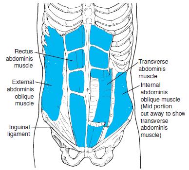 V Tabeli 1 so prikazane značilnosti površinskih in globokih mišic trupa. Predstavljeno je, kje se nahajajo, kaj je njihova naloga in kako se te mišice imenujejo. Slika 1.