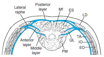 Na Sliki 2 vidimo mišice hrbta. Mišice erector spinae (skupina treh mišic: Spinalis dorsi, Longissimus dorsi, Iliocostalis dorsi) so dolge in večsklepne. Pomembne so pri ohranjanju drže.