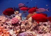 večje kislosti. Kislost oceanov povzroča večja količina ogljikovega dioksida v ozračju.