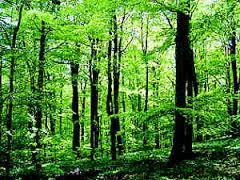 Gozdovi Življenjski prostor Ohranjajo kakovost vode, ponujajo priložnosti za rekreacijo in ljudem dajejo gorivo za ogrevanje.