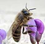 16. ČEBELNJAK Čebele so na svetu že milijone let. Veš kaj o življenju teh pomembnih živalic? Čebelja družina s svojimi člani živi v.