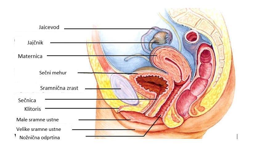 Slika 6: Ženski reproduktivni organi Vir slike 6 (povzeto po): https://diagramchartspedia.