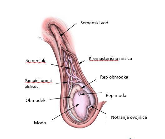 com/the-male-reproductive-system/168-the-male-reproductivesystem.